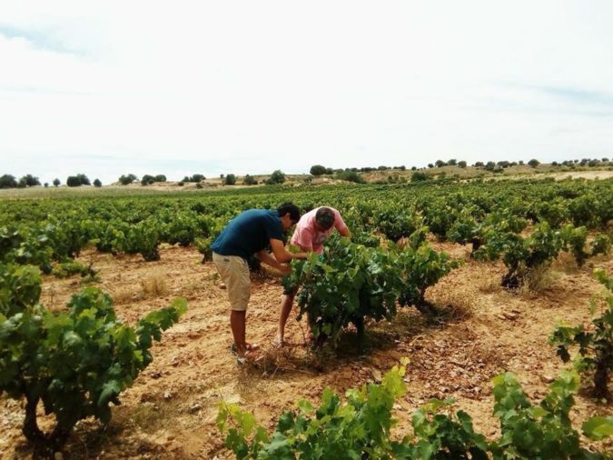 file-161 Juan Manuel Burgos inspeccionando un viñedo de la bodega