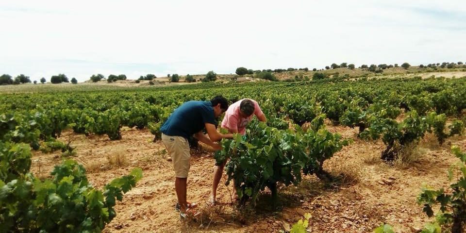 Juan Manuel Burgos inspeccionando un viñedo de la bodega