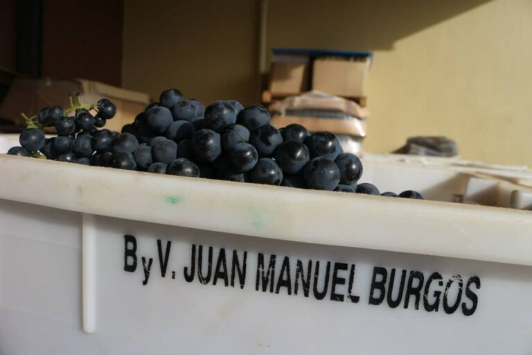 avanvendimia Momento de la vendimia