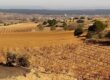 Viñedos de AVAN en Fuentelcésped