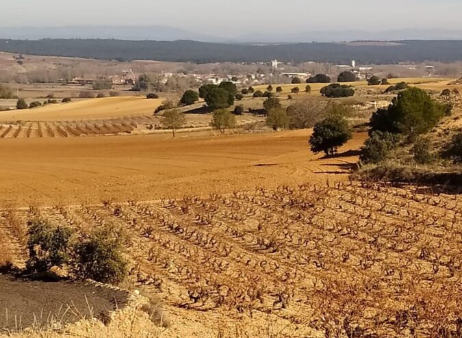 viñedo Viñedos de AVAN en Fuentelcésped