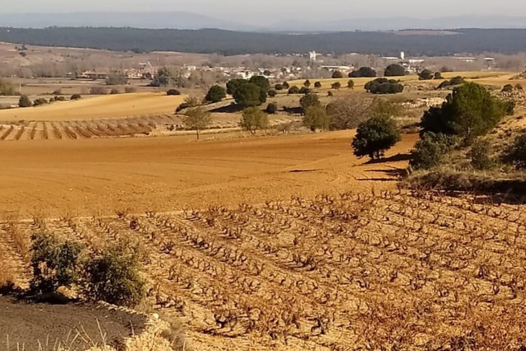 viñedo Viñedos de AVAN en Fuentelcésped